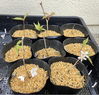 三好学博士の桜